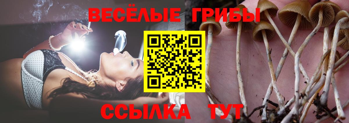 Петрозаводск  Псилоцибиновые грибы GOLDEN TEACHER  Псилоцибиновые грибы MAGIC MUSHROOMS  Вход с VPN 